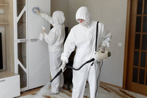 Best Basement Mold Removal  in Kannapolis, NC